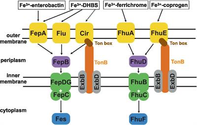 Iron uptake pathway of Escherichia coli as an entry route for peptide nucleic acids conjugated with a siderophore mimic